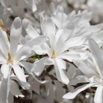 Teljesen beborítják még lombfakadás előtt az ágakat a hófehér Magnolia stellata virágok. 