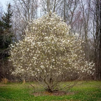 Magnolia stellata cserje kinézete és habitusa kora tavasszal.