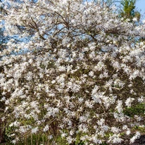 Magnolia stellata cserje kinézete virágnyíláskor.