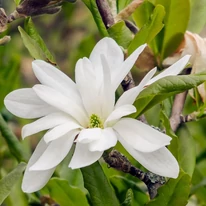 Csillag alakú Magnolia stellata virág. 