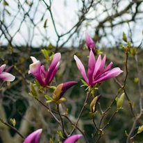 Kora tavasszal díszítő cserje a Magnolia Susan.