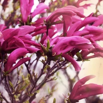 Nagyméretű virágaival igazi színes fókuszponttá válik a Magnolia Susan.
