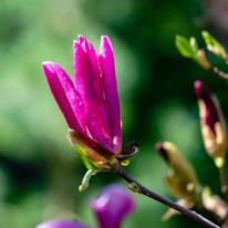 Magnolia Susan K4 - Nagyvirágú liliomfa