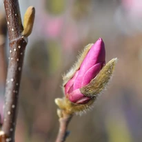 Magnolia Susan K4 - Nagyvirágú liliomfa