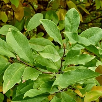 Magnolia Susan K4 - Nagyvirágú liliomfa