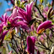 Magnolia Susan K4 - Nagyvirágú liliomfa