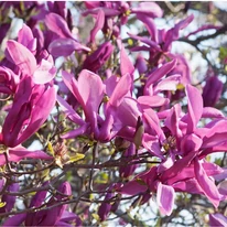 Magnolia Susan K4 - Nagyvirágú liliomfa