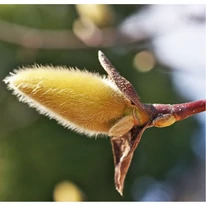 Magnolia denudata Yellow River - Sárga virágú liliomfa