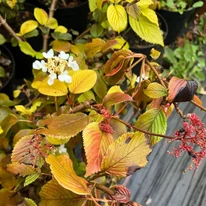 Viburnum plicatum Mariesii K4 - Redős levelű bangita