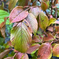 Viburnum plicatum Mariesii K4 - Redős levelű bangita
