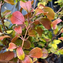Viburnum plicatum Mariesii K4 - Redős levelű bangita
