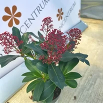 A Skimmia japonica Rubella csodás őszi dísznövény.