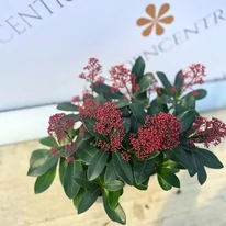 Erős, sötét színű Skimmia japonica Rubella levelek és színes őszi termések.