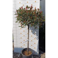 Photinia x fraserii Red Robin K7 - Törzses korallberkenye