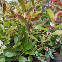 Üde, szépen színeződött Photinia x fraserii Red Robin levelek.