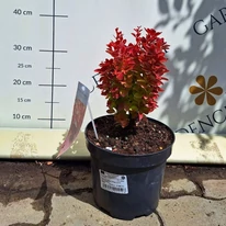 Berberis thunbergii Orange Ice K3 - Japán borbolya