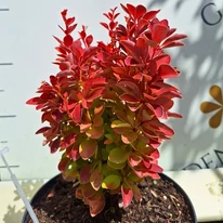 Berberis thunbergii Orange Ice K3 - Japán borbolya