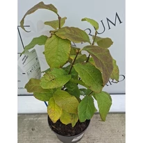 Az illatos fűszercserje levelei szeptemberben, kertészeti webáruházunk telephelyén. 