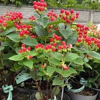 Hypericum Miracle - Orbáncfű