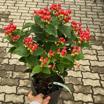 Hypericum Miracle - Orbáncfű