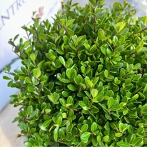 Ilex crenata - Gömb csipkéslevelű magyal