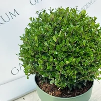 Ilex crenata - Gömb csipkéslevelű magyal