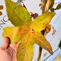 Liquidambar styraciflua Slender Silhouette leveleinek alakja és csodás őszi árnyalatai.