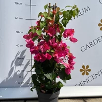 Bougainvillea XL - Murvafürt