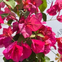 Bougainvillea XL - Murvafürt