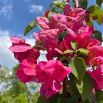 Tavasz közepén a Bougainvillea kertészetünkben. 