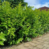 Prunus laurocerasus Novita K2 - Babérmeggy