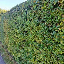 Carpinus betulus formára nyírt sövény kompakt, elegáns kinézete.