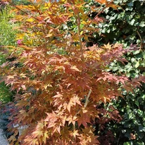 Az Acer palmatum Orange Dream színes lombozata.