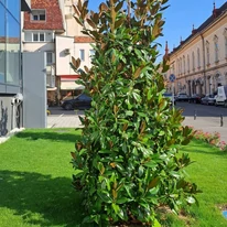 Magnolia grandiflora Gallisoniensis K3 - Fehér virágú örökzöld magnólia