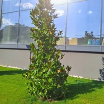 Magnolia grandiflora Gallisoniensis K3 - Fehér virágú örökzöld magnólia