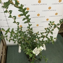 Osmanthus x burkwoodii K2 - Burkwood illatcserje