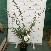 Osmanthus x burkwoodii K2 - Burkwood illatcserje