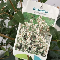 Osmanthus x burkwoodii K2 - Burkwood illatcserje