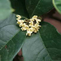Osmanthus x burkwoodii K2 - Burkwood illatcserje