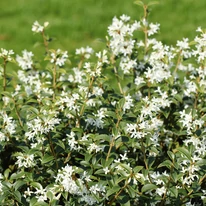 Osmanthus x burkwoodii K2 - Burkwood illatcserje
