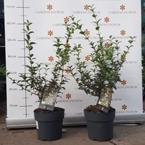 Osmanthus x burkwoodii K2 - Burkwood illatcserje