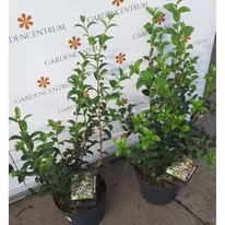 Osmanthus x burkwoodii K2 - Burkwood illatcserje