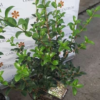 Osmanthus x burkwoodii K2 - Burkwood illatcserje