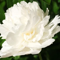 Paeonia lactiflora Lancaster Imperial - Fehér illatos bazsarózsa