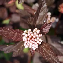 Physocarpus opulifolius Diabolo bimbós állapotú virága és levelei.