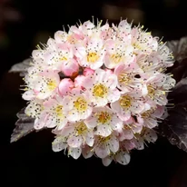 Teljesen kinyílt, látványos szépségű Physocarpus opulifolius Diabolo virágzat.