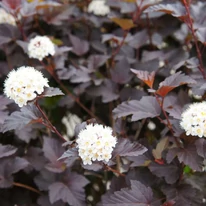 A Physocarpus opulifolius lombozata és virágai.