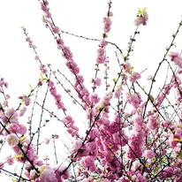 A Prunus triloba kora tavaszi virágpompája.