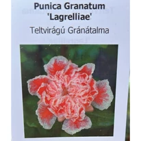 Punica granatum Legrelliae címkéje és virágának bemutatása.