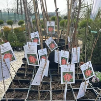 A Punica granatum fiatal hajtásokkal rendelkezik márciusban, telephelyünkön.